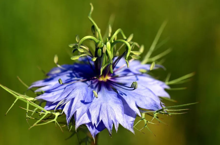 Nigella Sativa or habbatussauda flower