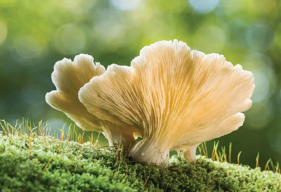 What Are Oyster Mushrooms