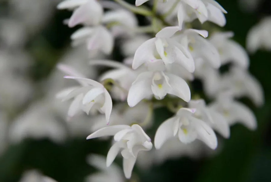 Dendrobiums as edible orchids